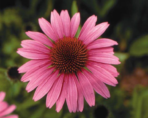 Pharma Germania - Quality Herbal Teas