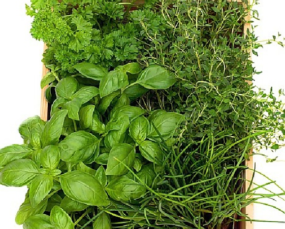 Pharma Germania - Quality Herbal Teas